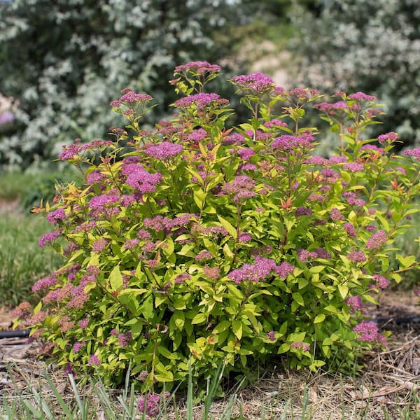 FIRST EDITIONS - 2 Gal. Little Spark Spirea Shrub with Pink Flowers
