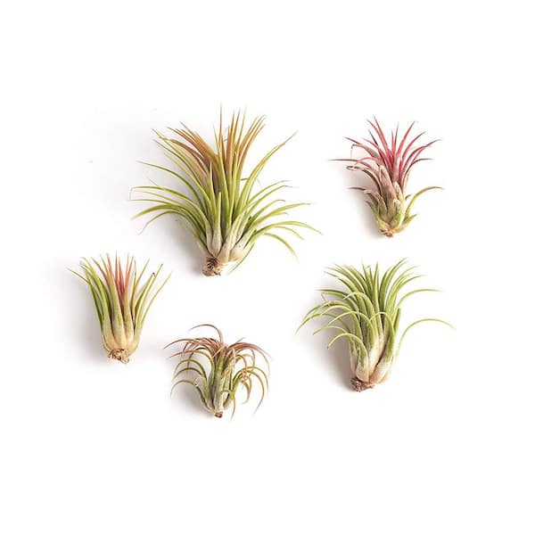 Shop Succulents 4 in. Pastel Pink Terracotta Spring Succulent Planter Arrives Planted