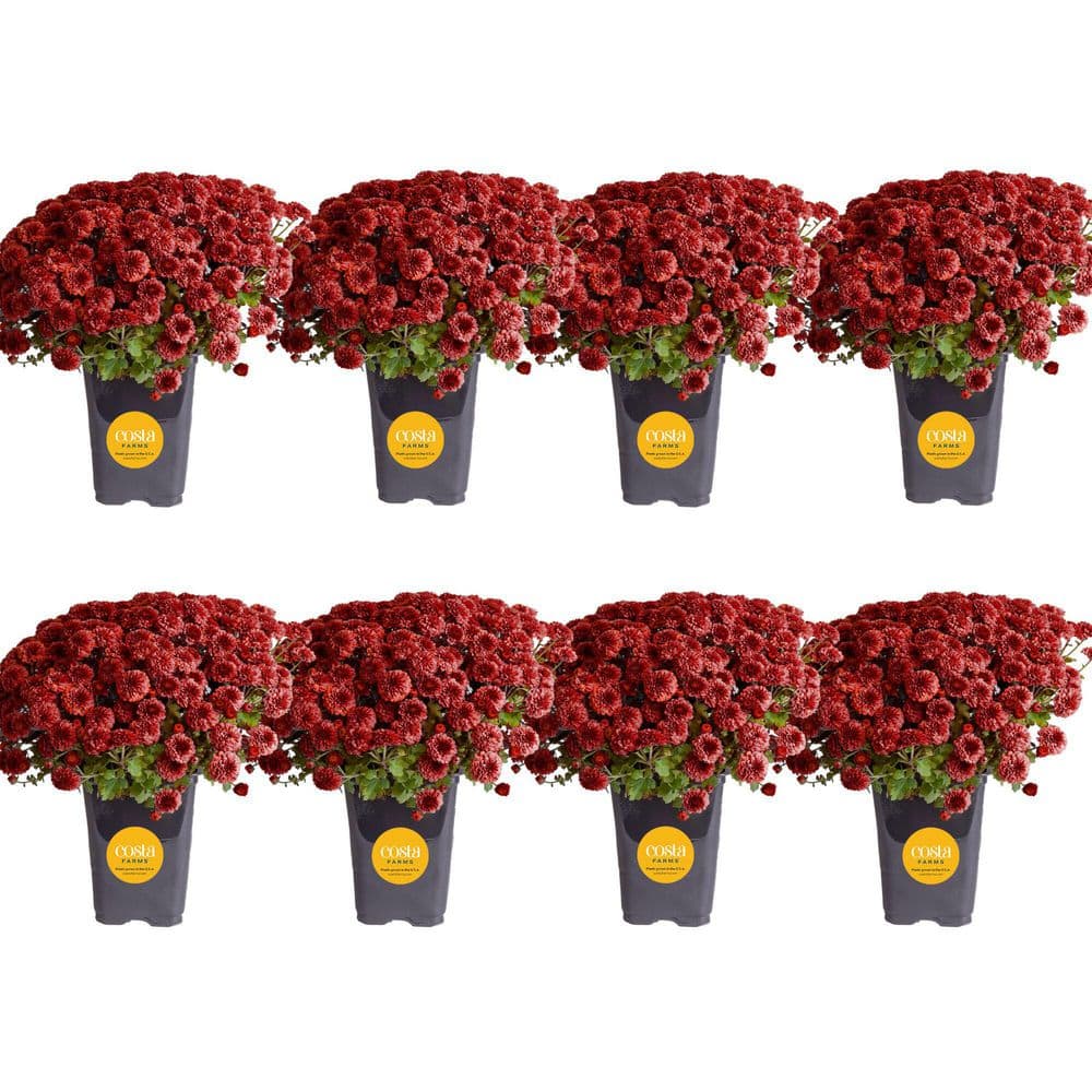 Red Ready to Bloom Fall Chrysanthemum Outdoor Plant in 1 qt. Grower Pot, Avg. Shipping Height 8 in. Tall (8-Pack) price history on PriceWatchPro