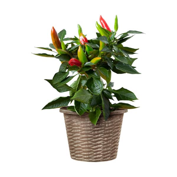 1 Gal. Bonnie Plants Harvest Select Hot Burrito Pepper, Live Plant