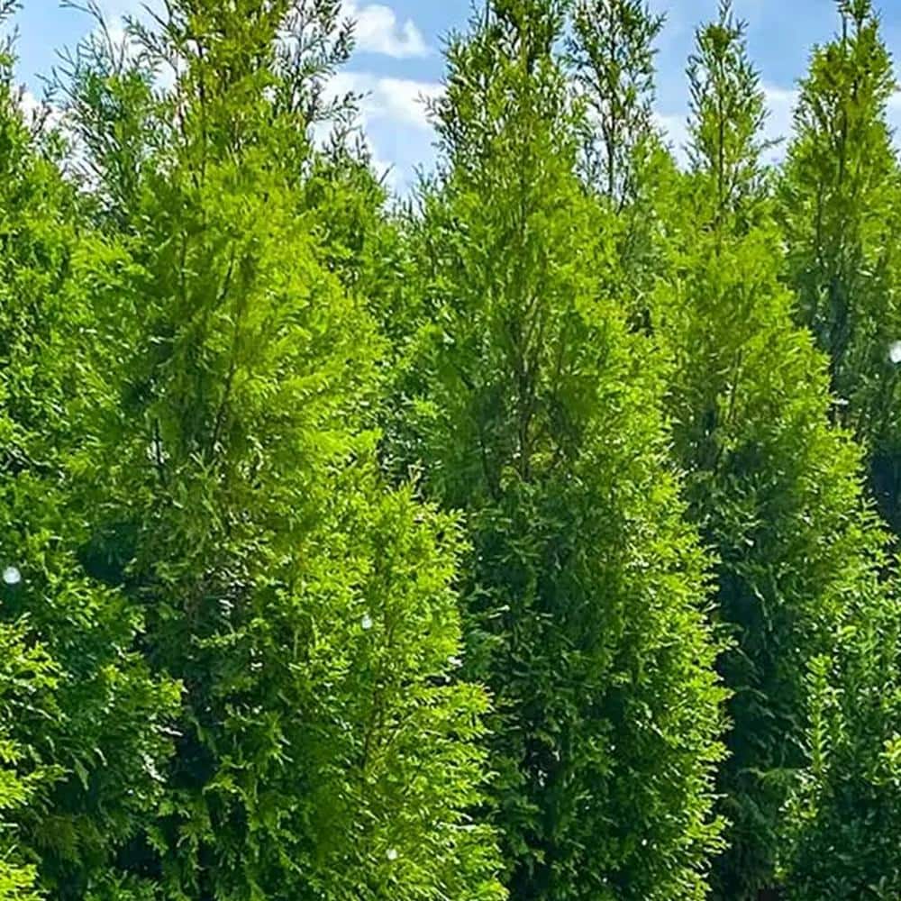 ornamental-trees-arbval03g-