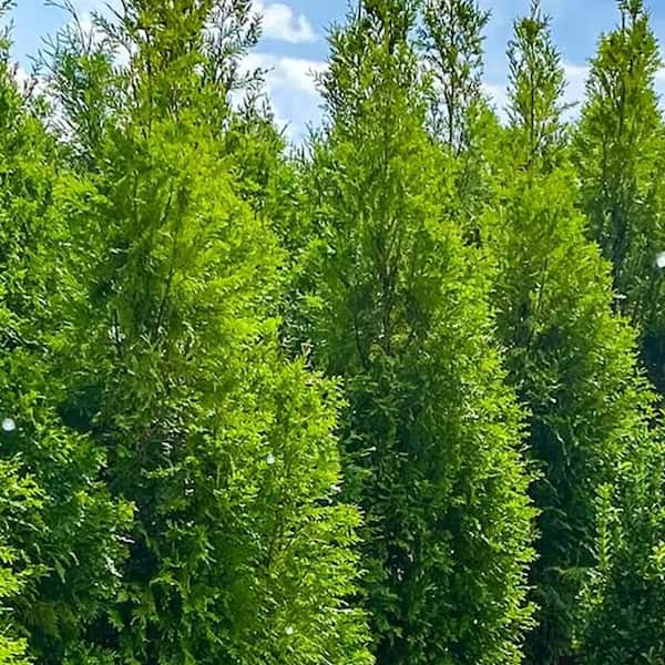 Unbranded 3 Gal. Green Valley Thuja Evergreen Tree