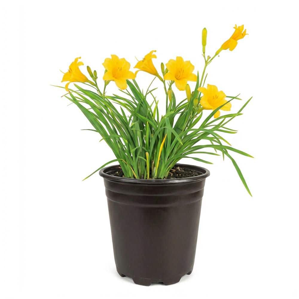 BELL NURSERY 1 Gal. Stella de Oro Daylily (Hemerocallis) Live