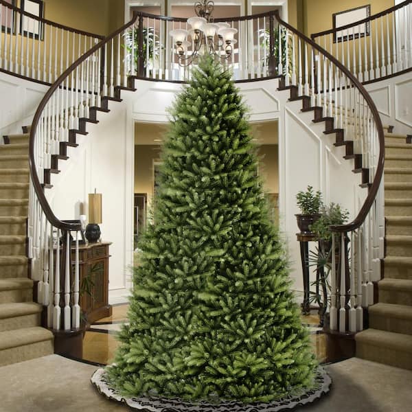 14 ft. Dunhill Fir Tree