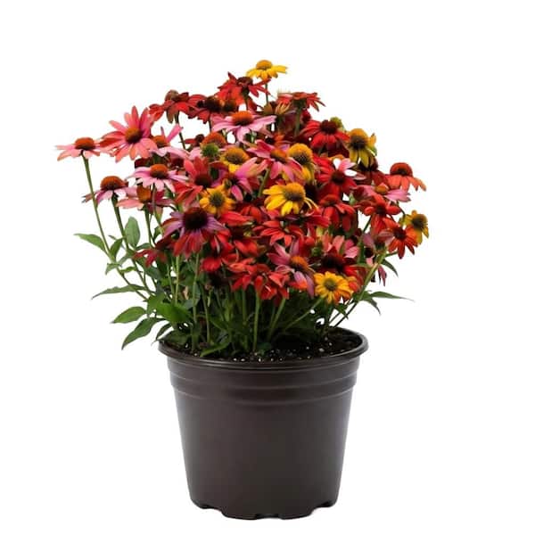 3 Gal. Cheyenne Spirit Echinacea (Coneflower) Live Flowering Full Sun Perennial Plant with Assorted Blossom Colors