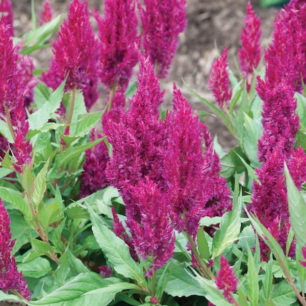 ALTMAN PLANTS 1-Pint Blue and Purple Cockscomb Plant 90641 - The Home Depot