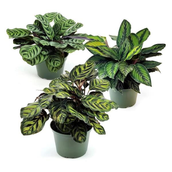 succulent display Professional Succulent Metal Stand main image 0