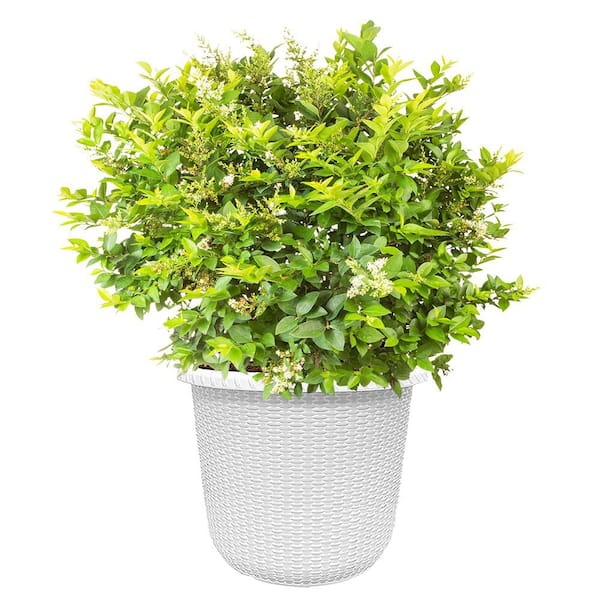 PROVEN WINNERS 2 Gal. Golden Ticket Ligustrum Shrub with Bright Yellow  Foliage in Decorative Container 90436 - The Home Depot
