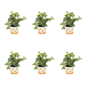 1 Pt. Accent Variegated Ivy Green Perennial Plant (6-Pack)