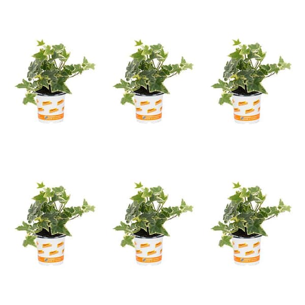Vigoro 1 Pt. Accent Variegated Ivy Green Perennial Plant (6-Pack)
