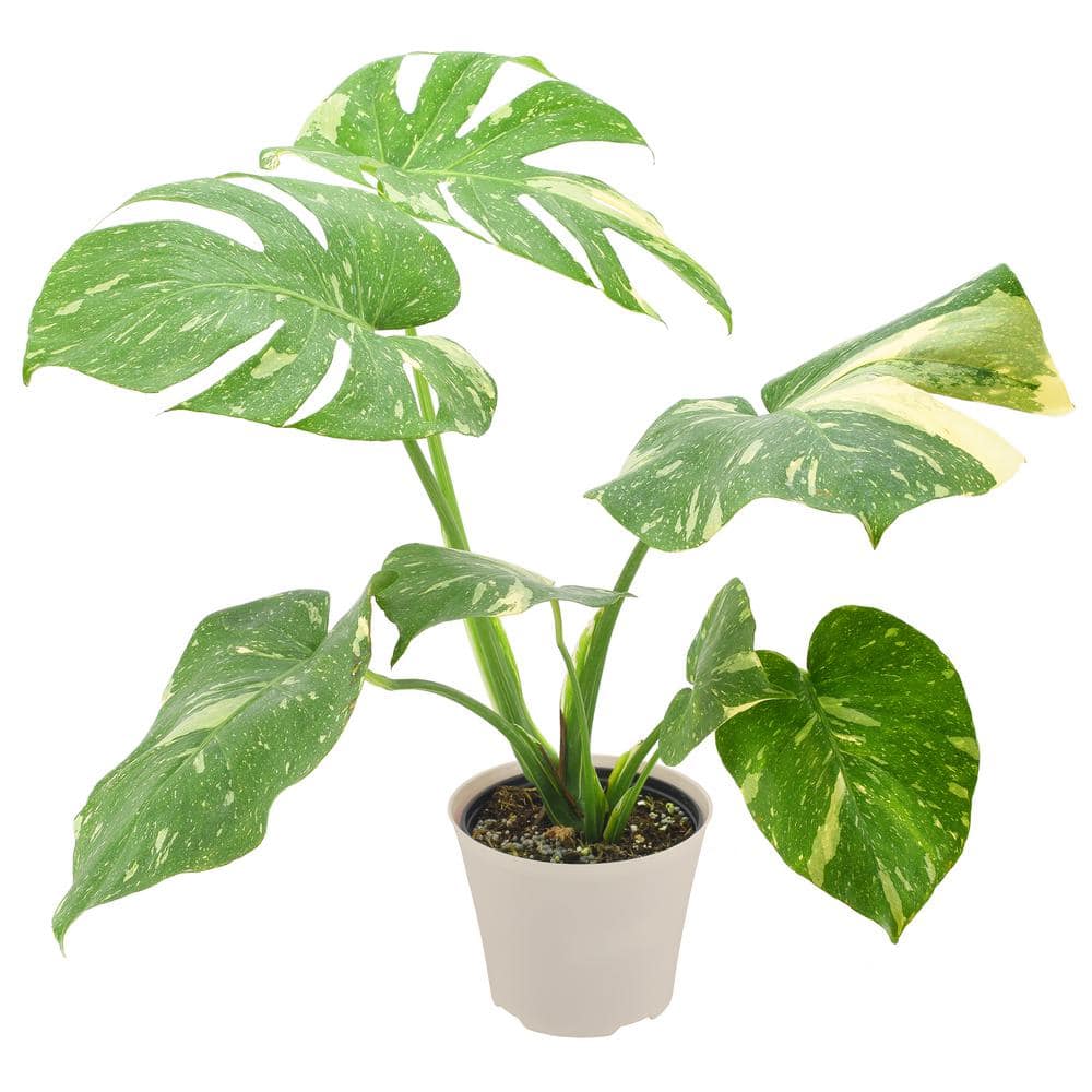 6-inch Monstera Thai Constellation in Beige Plastic Planter