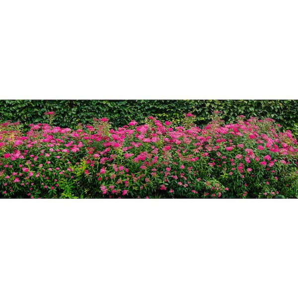 Online Orchards 1 Gal. Anthony Waterer Spirea Shrub Huge Pyramidal Clusters of Rosepink Flowers, Dense Spreading Green Foliage