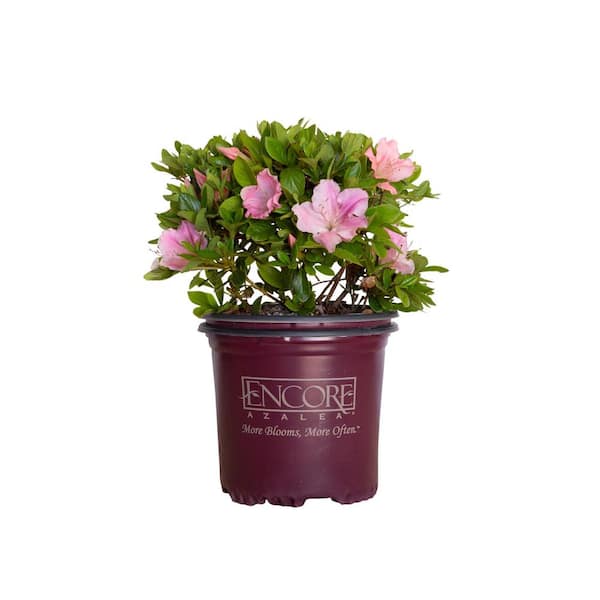 ENCORE AZALEA 1 Gal. Autumn Sweetheart - Pink Re-Blooming Compact Evergreen Shrub