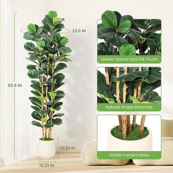 money plant and cats Chinese Money Plant ‘Pilea peperomioides’ main image 1