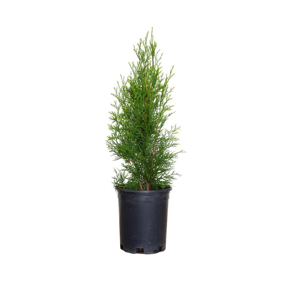 2.5 qt. Holiday Emerald Green Arborvitae (Thuja) Living Christmas Tree