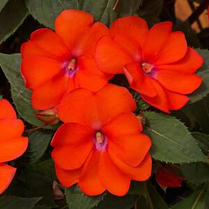 2.5 In. Compact Electric Orange SunPatiens Impatiens Outdoor Annual Plant with Orange Flowers (3-Pack)