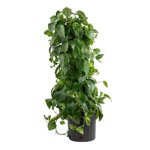 10 in. Pothos Plant with Totem Pole in Grower's Pot