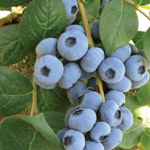 2.5 Qt. For Heaven's Sake Blueberry(Rabbiteye) Bush - Fruit-bearing Shrub