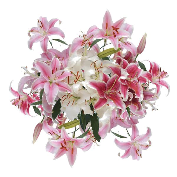 Globalrose 20 Stems of Assorted Color Oriental Lilies- Fresh Flower Delivery