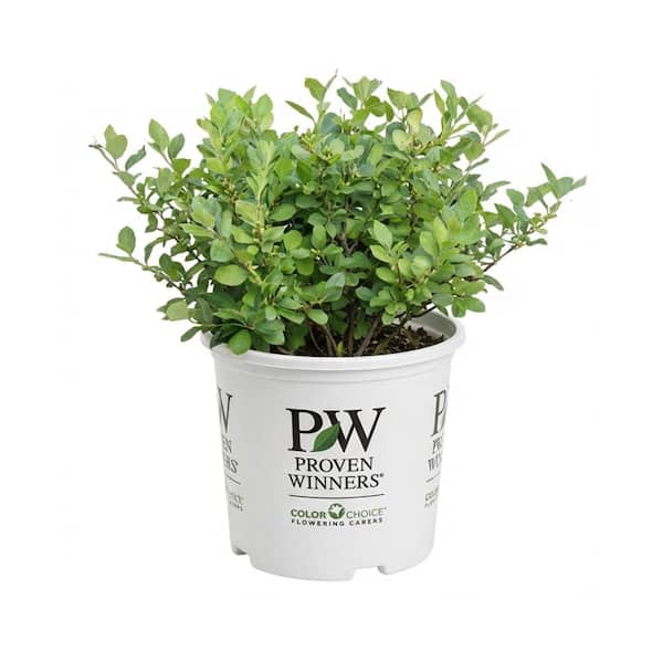 2 Gal. Berry Poppins Winterberry Holly (Ilex Verticillata)
