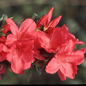 2.25 Gal. Azalea Sunglow, Live Shrub with Red Blooms
