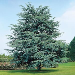 2.50 Qt. Pot Electric Blue Deodora Cedar, Live Evergreen Tree (1-Pack)