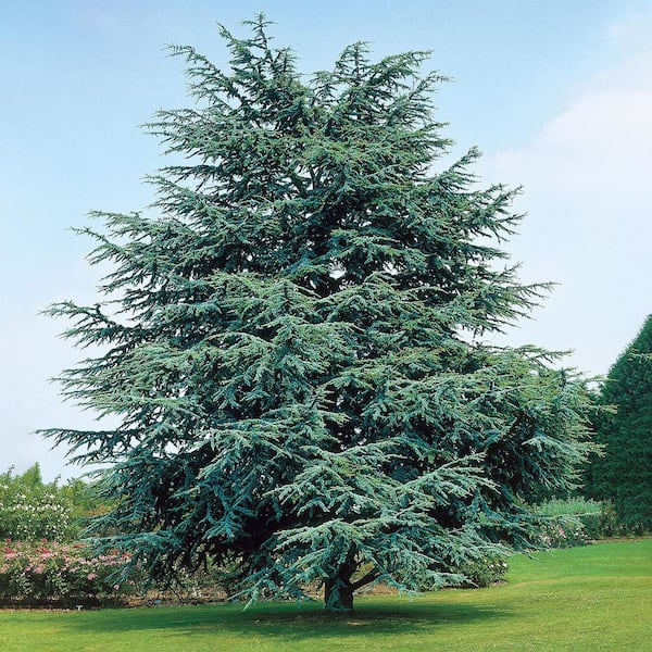 Spring Hill Nurseries 3 Gal. Pot, Electric Blue Deodora Cedar, Potted Evergreen Tree (1-Pack)