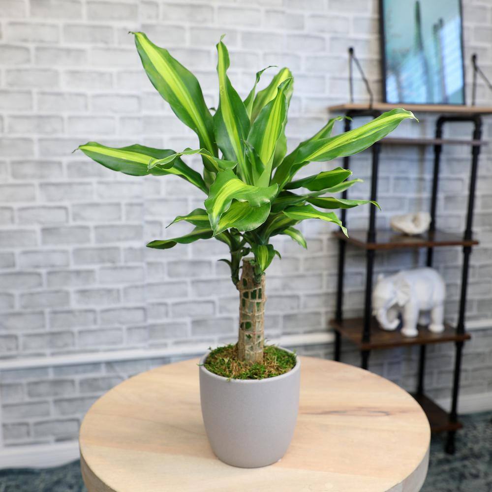 Sunrise Dracaena in Brown Ceramic Planter