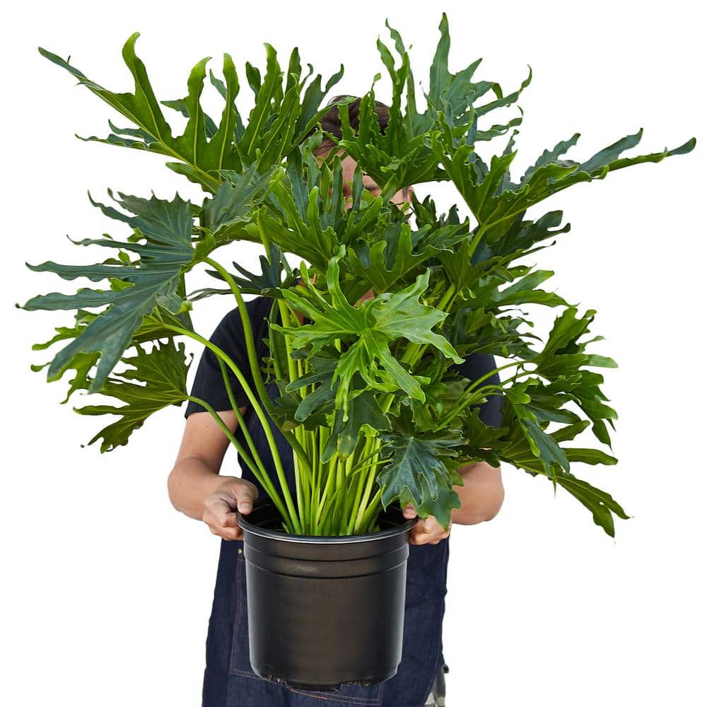 Philodendron Lickety Split Live Plant in 8" Black Pot