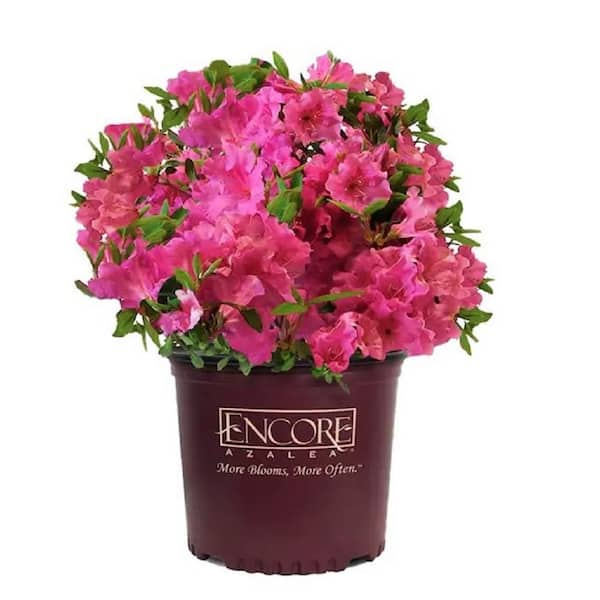 ENCORE AZALEA 1 Gal. Autumn Royalty Azalea Live Reblooming Shrub with ...