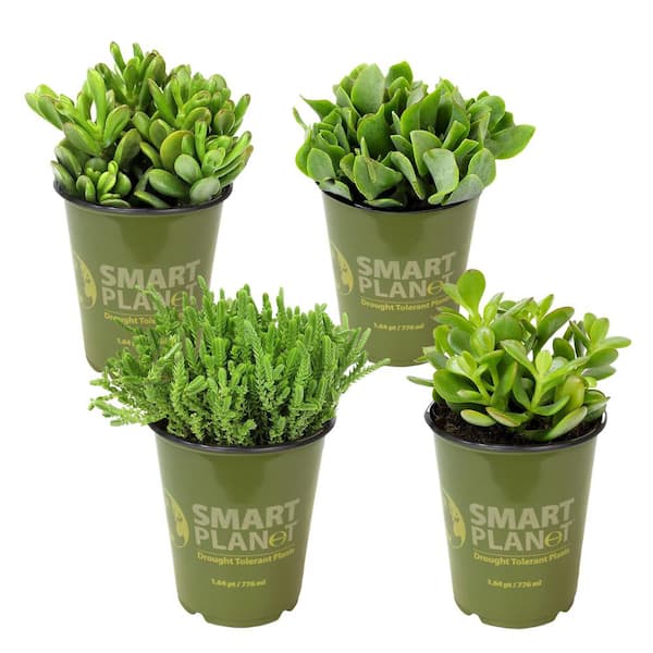 SMART PLANET 1 qt. Crassula Assorted Succulents (4-Pack)