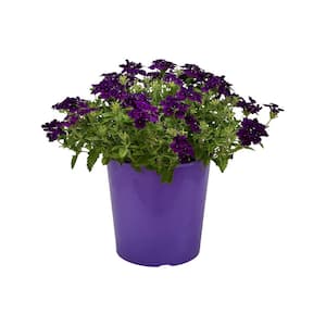 1.5 Gal. Verbina Plant Firehouse Purple Flower in 8.25 in. Grower's Pot