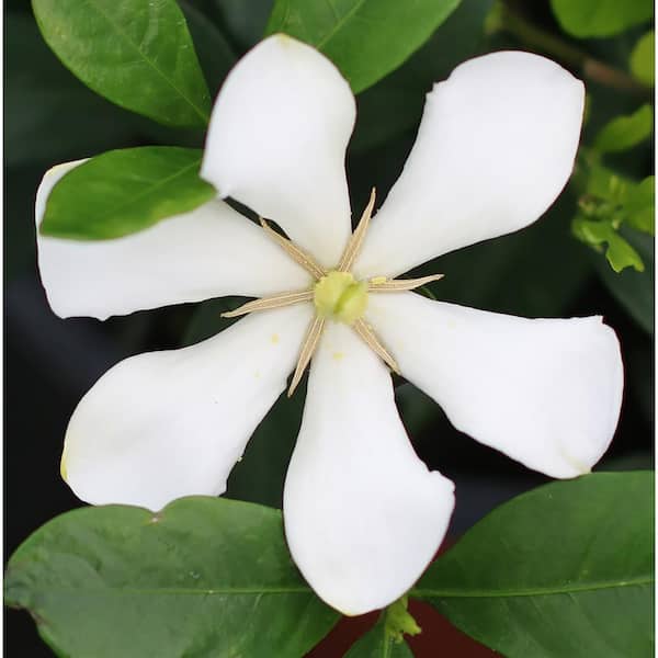 Are Gardenia Plants Safe For Dogs