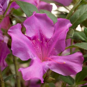5 Gal. Autumn Royalty Azalea Shrub with Single-Form, Deeply Funneled, Magenta-Purple Blooms and Rich Green Foliage