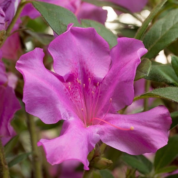 5 Gal. Autumn Royalty Azalea Shrub with Single-Form, Deeply Funneled, Magenta-Purple Blooms and Rich Green Foliage