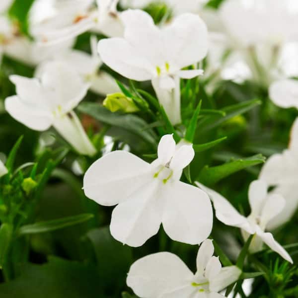 Vigoro 1.5 Pt. Lobelia Magadi Compact White Annual Plant (5-Pack
