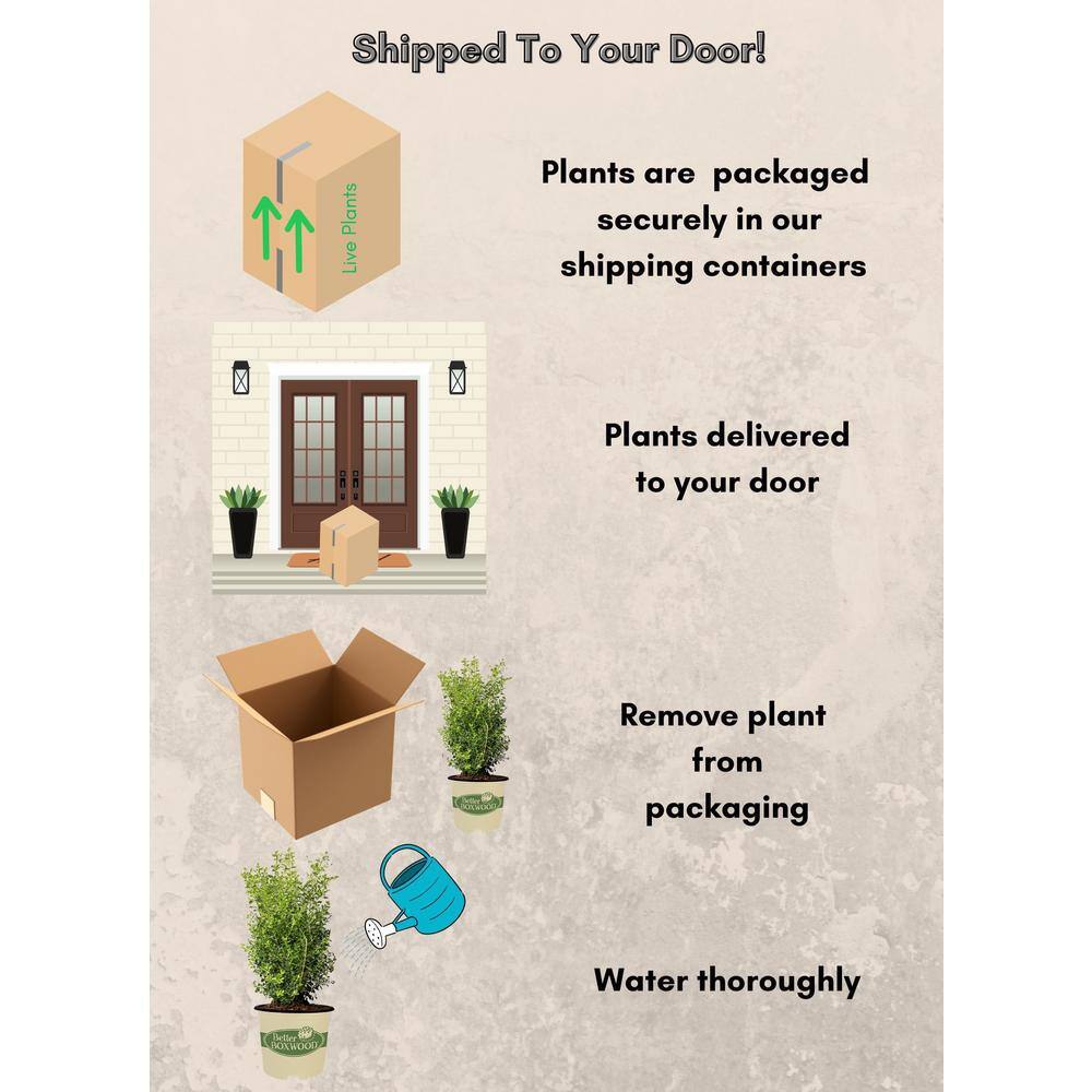 Skylight Evergreen Boxwood Shrub in 3 Gallon Container