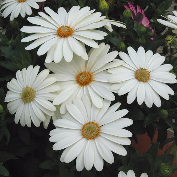 Vigoro 2 QT Osteospermum African Daisy 'Voltage White' White Annual Plant