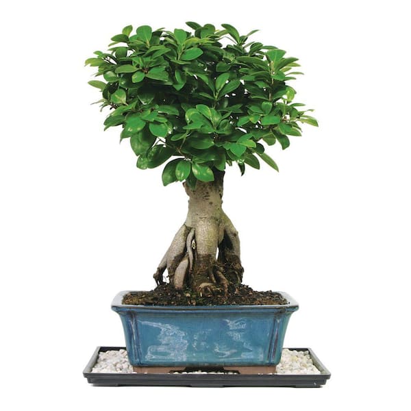 Brussel's Bonsai Ginseng Grafted Ficus Bonsai Tree Indoor Plant in Ceramic Bonsai Pot Container, 6-Years Old, 8 to 12 in.