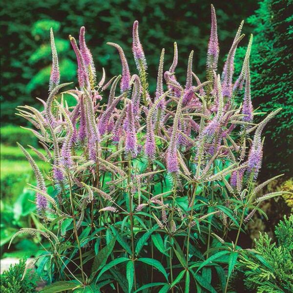 Spring Hill Nurseries Fascination Veronicastrum, Live Bareroot Plant, Lavender Colored Flowering Perennial (1-Pack)