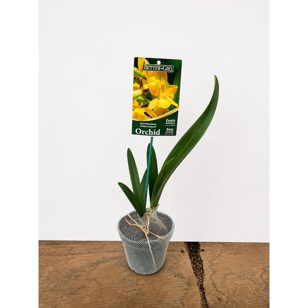 ORCHID SPECIES 4IN PKG