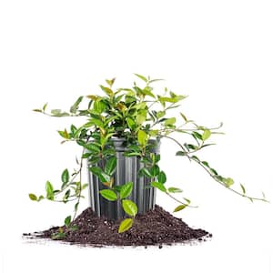 Asiatic Jasmine Groundcover Plant in 1 Gal. Grower's Pot (4-Pack)