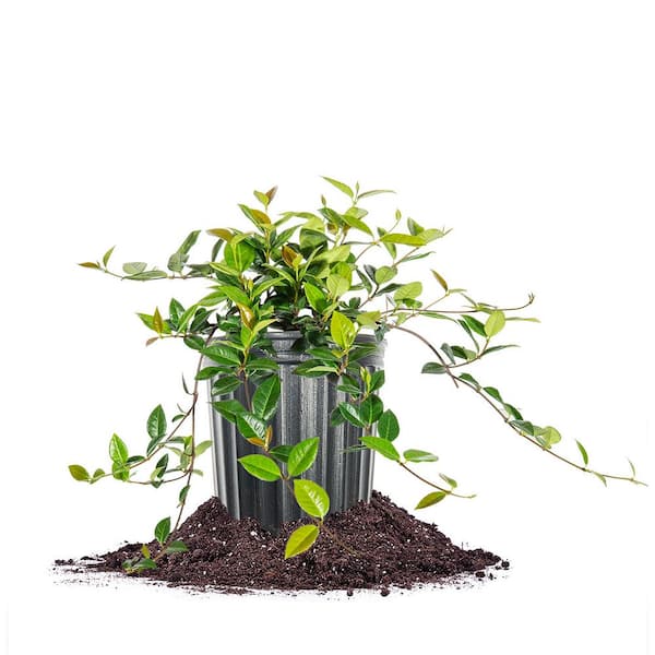 Perfect Plants Asiatic Jasmine Groundcover Plant in 1 Gal. Grower's Pot (4-Pack)