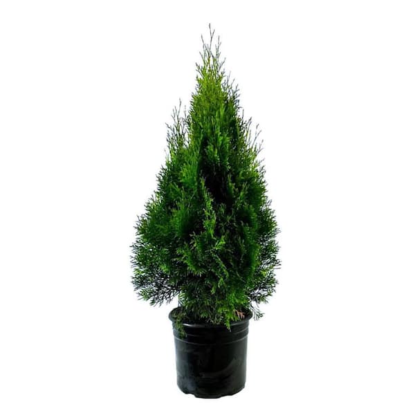 3.58 Gal. Emerald Green Arborvitae Thuja Live Evergreen Shrub