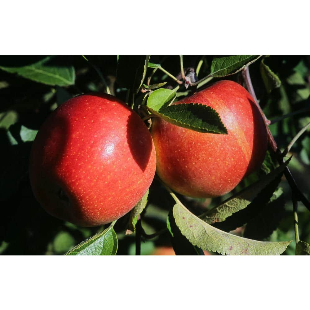 https://images.thdstatic.com/productImages/b2beab89-39c8-4324-a5cc-99a6fa7da535/svn/online-orchards-fruit-plants-ftap006-64_1000.jpg