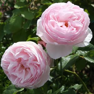 Earth Angel Parfuma Rose with Light-Pink Blooms (2-Bareroot)