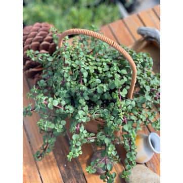 njoy pothos vs pearls and jade Pothos Pearls & Jade - Epipremnum Aureum 'Pearls & Jade'