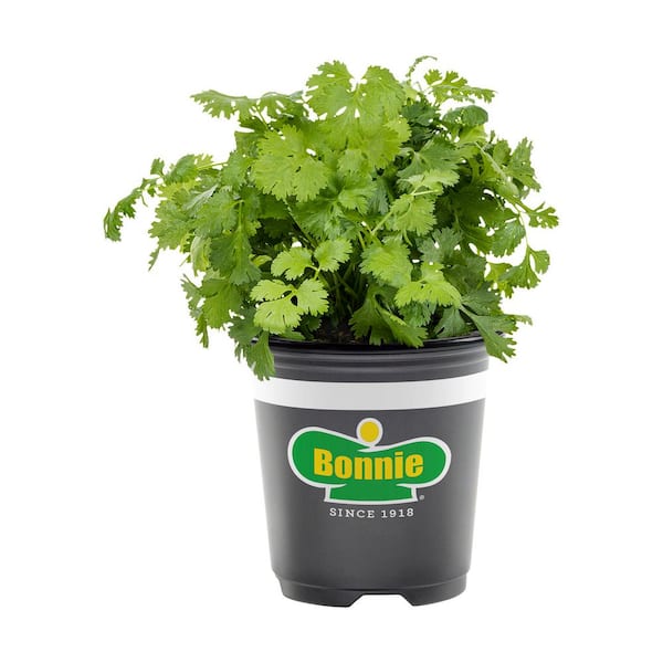11.8 oz. Cilantro Plant