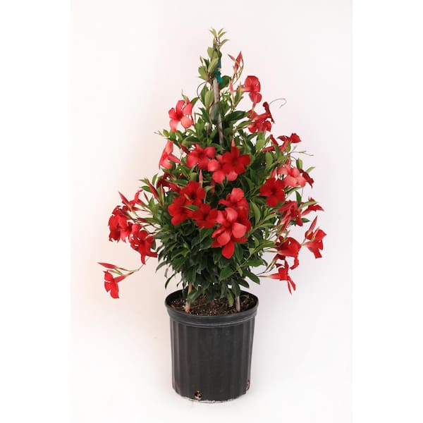 Costa Farms Grower's Choice Outdoor Vining Mandevilla Trellis in 9.25 in. Grower Pot, Avg. Shipping Height 2-3 ft. Tall