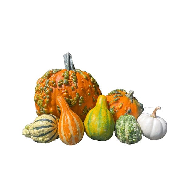 SEXTON CHRISTMAS/CONSIGN Real Assorted Pumpkin and Gourd Warted Goblin Collection Box (Set of 7)